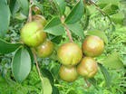 供应山茶油